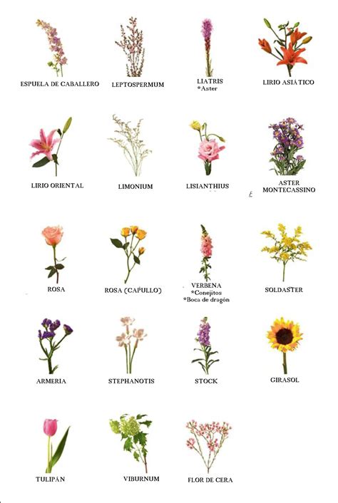 Nombres De Flores Nombres De Hierbas Tipos De Flores