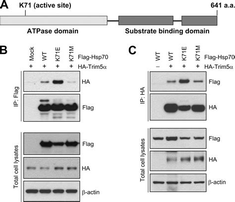 Hsp Interacts With The Retroviral Restriction Factor Trim And