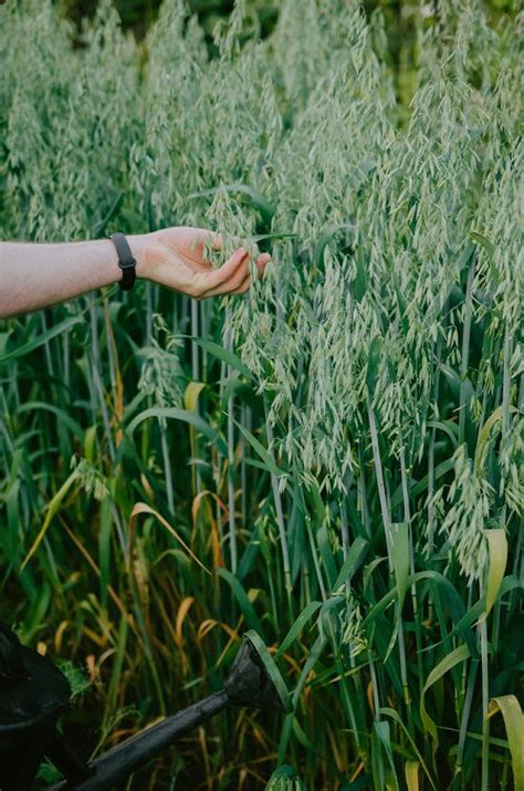 How To Grow Oats In Home Garden Easily Balcony Garden Web