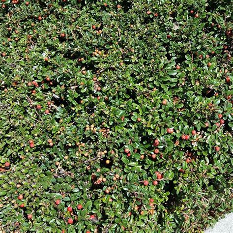 Cotoneaster Dammeri Lowfast Bearberry Cotoneaster Siteone