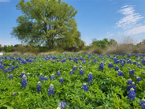 Lady Bird Johnson Wildflower Center Austin