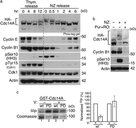 Cdk1 Dependent Phosphorylation Of Cdc14a Early In Mitosis A U 2 Os