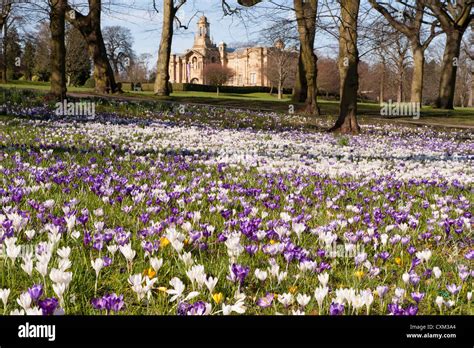 Tappeto Di Splendidi Colori Primavera Cocchi Sul Prato Di Cartwright