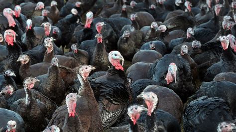 Bird flu: Thousands of turkeys to be culled after outbreak at North ...