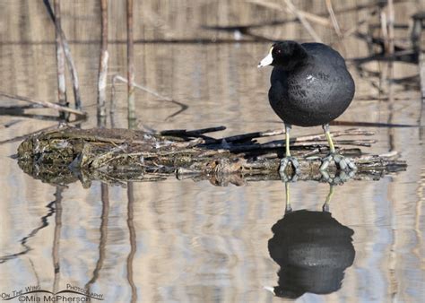 American Coot Adult On A Mound In The Marsh Mia Mcphersons On The