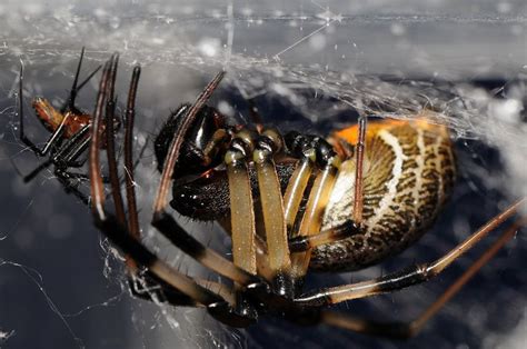 Spiders Detachable Penis Finishes Without Him Live Science