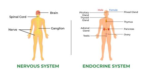 Nervous System Vs Endocrine With Messengers Differences Off