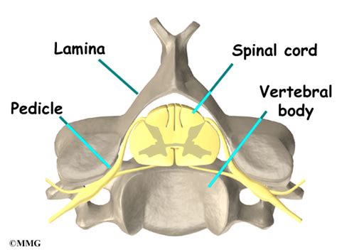 C2 Pedicle And Lamina