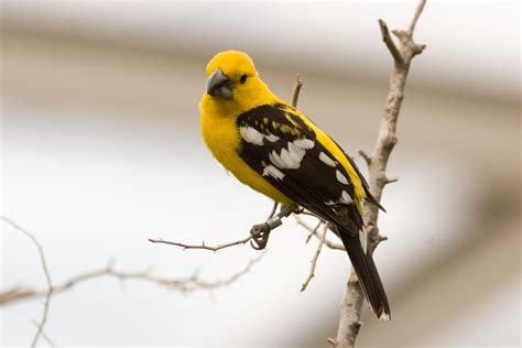 Le Cardinal Jaune Yellow Grosbeak