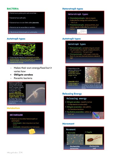 Bacteria: Heterotroph Types | PDF | Bacteria | Cyanobacteria