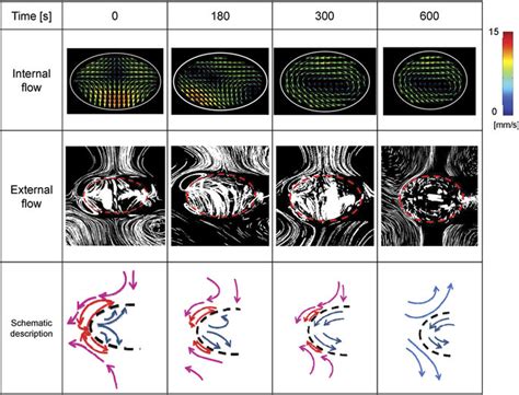 Temporal Evolution Of The Internal And External Flow Fields Of