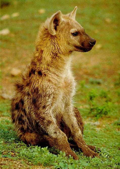 Hyena Hyenas Photo Animals And Pets Baby Animals Cute Animals