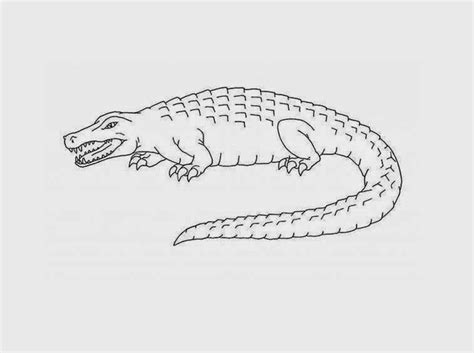 Как нарисовать крокодила (23 фото)