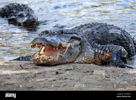 American alligator, Florida Stock Photo - Alamy