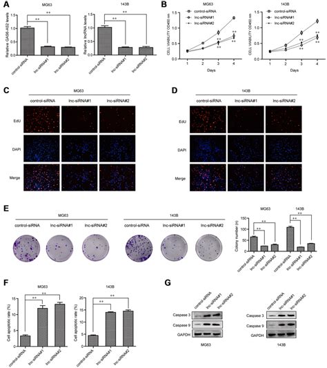 Usf Mediated Upregulation Of Lncrna Gas As Facilitates Osteosarcoma