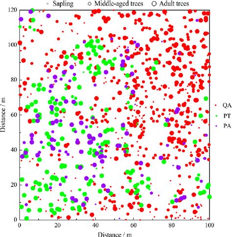 Spatial Distribution Of The Three Main Tree Species Of Different Stages Download Scientific