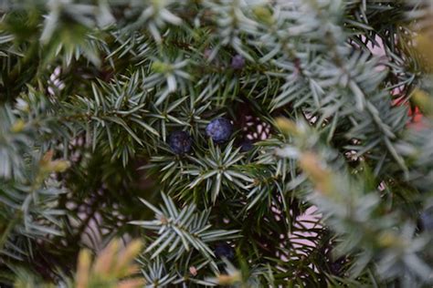 The Health Benefits Of Juniper Berries: A Natural Gem