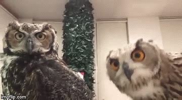 Совы и фронтальная камера | Пикабу