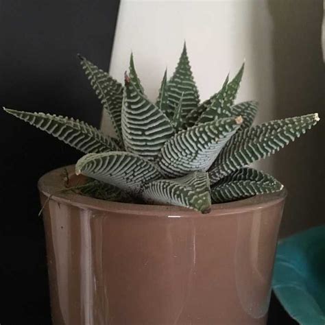 Soins De Zebra Haworthia Conseils Pour Cultiver Des Plantes