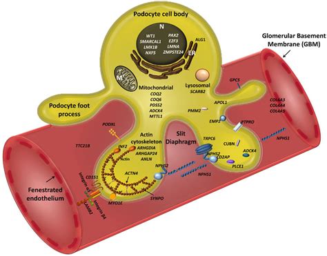 Schematic View Of Podocyte Genes Associated With Steroid Resistant