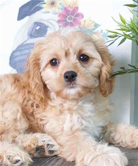 Lily Female Cavapoo