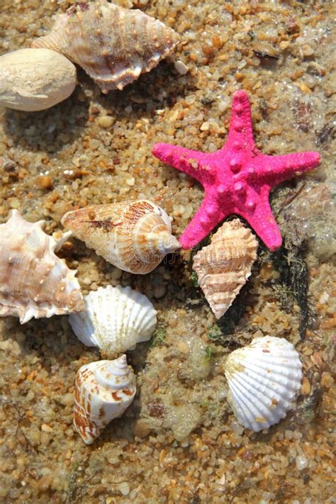 Estrelas Do Mar Na Areia Da Praia Foto De Stock Imagem De Conceptual