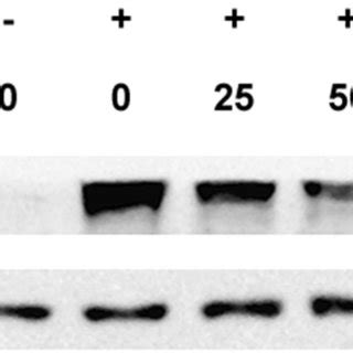 A Proposed Mechanism That Cordycepin Attenuates Ifn Induced Ip And