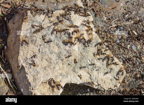 Messor Barbarus A Swarm Of Harvester Ants Stock Photo Alamy