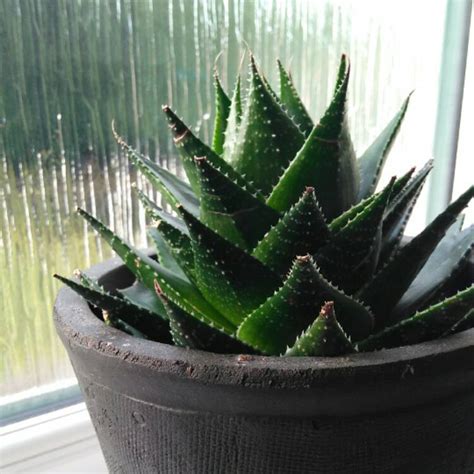 Aloe Cosmo Green Pearl Aloe Cosmo Uploaded By Jdpalmer