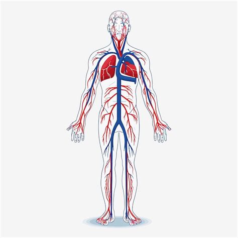 Premium Vector Human Circulatory System Vector