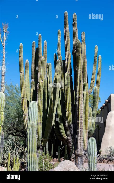 Saguaro Cactus Growing In The Sonoran Desert Stock Photo Alamy