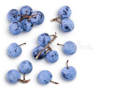 Fresh Blackthorn Berries With Twig Prunus Spinosa Isolated On White