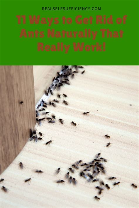 How To Get Rid Of Ants Naturally Rid Of Ants Get Rid Of Ants Ants