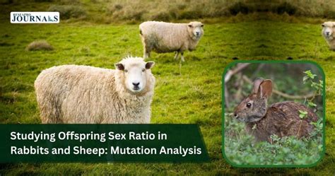 Studying Offspring Sex Ratio In Rabbits And Sheep Mutation Analysis