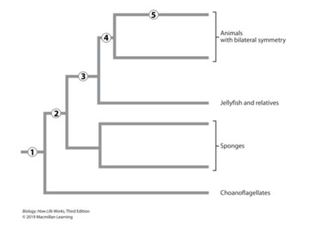 Bio 150 Exam 3 Flashcards Quizlet