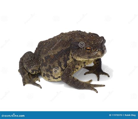 Large Brown Toad Isolated Stock Photo Image Of Mouth 11970370