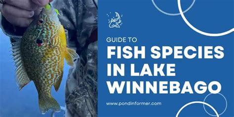 List Of Fish Species In Lake Winnebago Updated Pond Informer