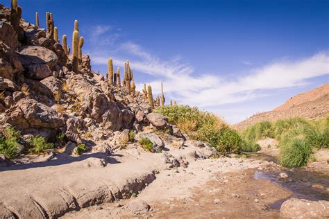 Cactus Hike In The Atacama Desert Eat Work Travel Travel Blog For