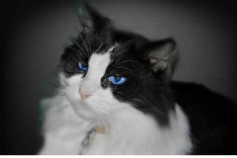 11 Terrific Tuxedo Cat Breeds: Is What they Say True? I The Discerning Cat