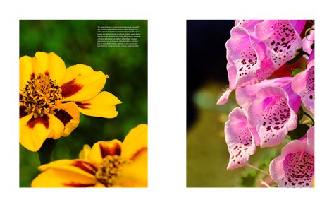 Nikon Flower Photography On Behance