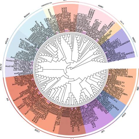 Phylogenetic Relationships Of Type Ii Mikcc Mads Box Proteins In Six