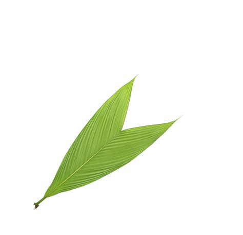 simple leaf stock  images  backgrounds