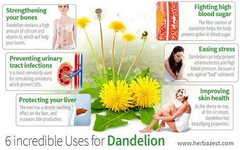 The Surprising Benefits Of Dandelion