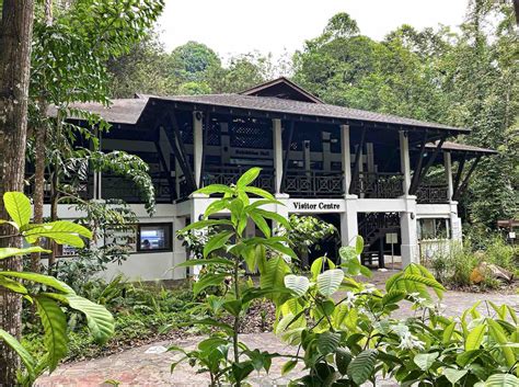 Bukit Timah Nature Reserve Singapore Hidden Gem For Wildlife And Nature