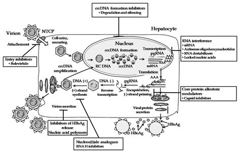 Jcm Free Full Text New Approaches To The Treatment Of Chronic