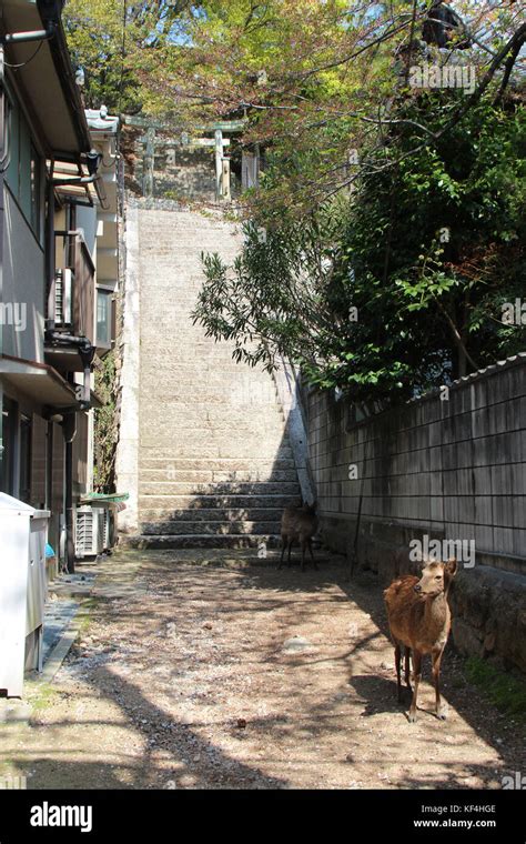 deer in Miyajima (Japan Stock Photo - Alamy