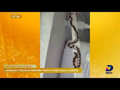 Cuidados cobras animais são comuns na primavera verão e podem