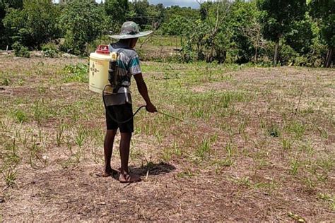 Pemkab Sumba Timur Lakukan Upaya Pengendalian Hama Belalang Antara News