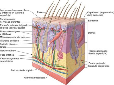 El Sistema Tegumentario Anatomia De La Piel Sistema Tegumentario Images