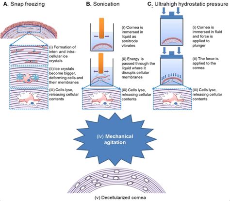 Schematic Representation Of Physical Decellularization Protocols